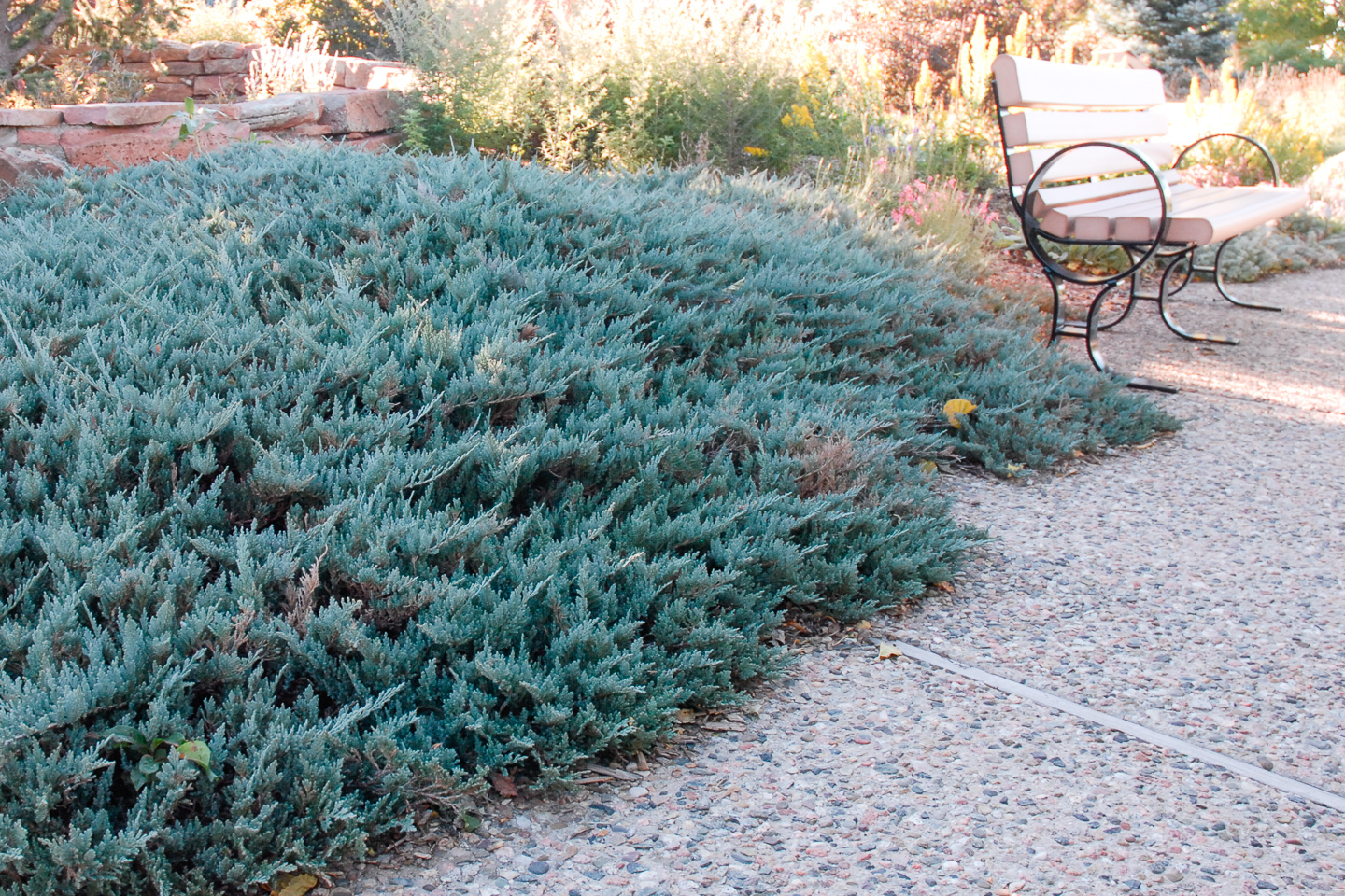 landscape creeping juniper